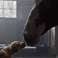 “Puppy Love” Budweiser Super Bowl 2014 Ad Is the Best Thing Ever – Video