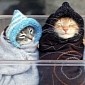 “Purritos” Are All the Craze, Ultimate Proof That Cats Run the World