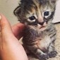 “Purrmanently Sad Cat” Might Just Be the World's Most Depressed Kitten