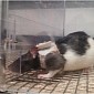 Put Tiny, Fitted Jackets on Lady Rats and the Guys Won't Be Able to Resist Them