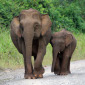 Pygmy Borneo Elephants Represent Extinct Species
