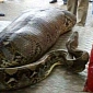 Python Swallowing an Entire Drunk Man in India Photo Is Probably a Hoax