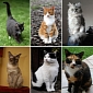RSPCA Halves the Fees for Feline Adoptions