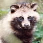 Raccoon Dogs Skinned Alive for Fake UGG Boots