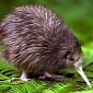 Rachel Hunter's Adorable Kiwi Chick Gets Released into the Wild