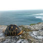 Radiated Tortoises Rapidly Nearing Extinction