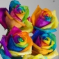 Rainbow Roses Are Hottest Item on the Market