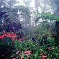 Rainforest Trees Are Producing More Flowers, Global Warming Is to Blame