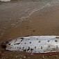 Rare 17-Foot (5-Meter) Oarfish Washes Ashore in California