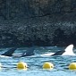 Rare Albino Dolphin Taken Captive by Fishermen in Taiji, Japan