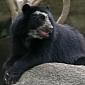 Rare Andean Bear Arrives at Queens Zoo