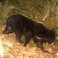 Rare Asiatic Black Bear Caught on Camera in Vietnam