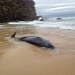 Rare Beaked Whale Washes Ashore in Australia