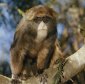 Rare Bearded Monkey Warns About the Speed of the Climate Change