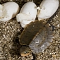 Rare Chinese Big-Headed Turtles Hatch at Zoo in NYC