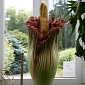 Rare Corpse Flower Readies to Bloom in Washington, DC
