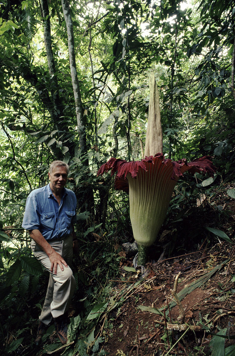 Rare Corpse Flower Will Soon Bloom in New York, US
