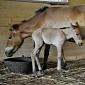 Rare Filly Is Born at the Smithsonian Conservation Biology Institute