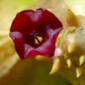 Rare Flowers Extinct Before Discovered