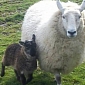 Rare Goat-Sheep Hybrid, or “Geep,” Has Been Born in Ireland