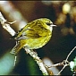 Rare Hawaiian Birds Spotted for the First Time in 30 Years