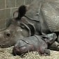 Rare Indian Rhino Calf Born at Cincinnati Zoo in the US