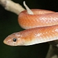 Rare Indian Snake Is Spotted by Conservationist