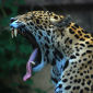 Rare Jaguars Sighted in the Americas