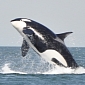 Rare Killer Whale Type Documented by Scientists