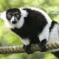 Rare Lemur Group Found