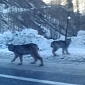Rare Lynx Are Spotted in Colorado, Photo Goes Viral