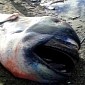 Rare Megamouth Shark Washes Ashore in the Philippines