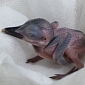 Rare Micronesian Kingfisher Chick Hatches in the US
