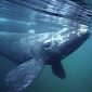 Rare North Pacific Right Whale Spotted near British Columbia