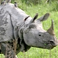 Rare One-Horned Rhino Killed by Poachers in India