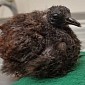 Rare Pigeon Chicks at Chester Zoo Are Anything but Good-Looking