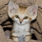 Rare Sand Kittens Are Born in Tel Aviv Zoo