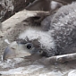 Rare Sea Eagle Thriving at Denver Zoo in the US