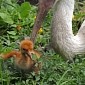 Rare Siberian Crane Born at Franklin Park Zoo in Massachusetts, US