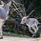 Rare Somali Wild Ass Born at Zoo Basel in Switzerland