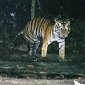 Rare Three-Legged Tiger Captured on Camera