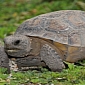 Rare Tortoises Rescued After Tourists Remove Them from the Wild