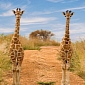 Rare Twin Giraffes Born at Natural Bridge Wildlife Ranch in Central Texas