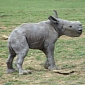 Rare White Rhino Calf Is Born at Wildlife Park in the UK