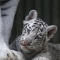 Rare White Tiger Triplets Are Born in the Czech Republic