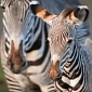 Rare Zebra Born at Chester Zoo in England