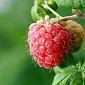 Raspberries Enhance Male Fertility