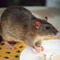 Rat Reportedly Caused Fukushima's Power Failure