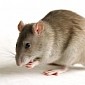 Rats Chase Terrified Children on Camden Playground