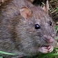 Rats Get SAD During Summertime